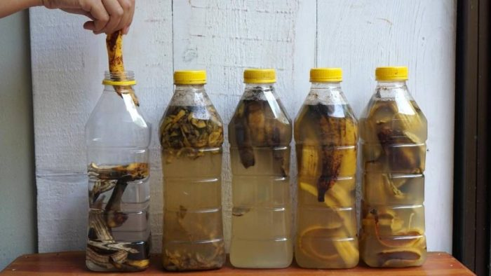 ¡No tires las cáscaras de plátano! Descubre sorprendentes usos para tu jardín