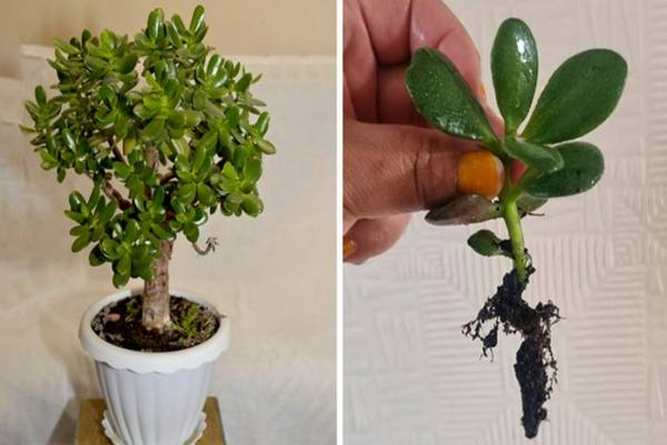 ¿Cómo hacer crecer un árbol de jade solo con una hoja?
