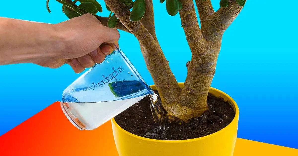 ¿Cómo preparar un agua vitaminada para tus plantas? Crecerán como nunca antes