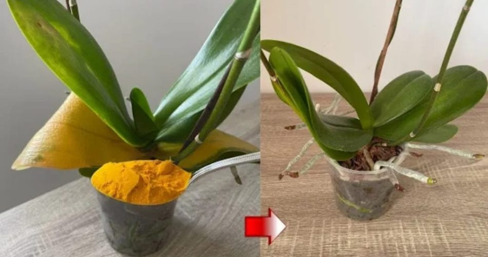 ¿Cómo usar la cúrcuma en el jardín? 5 aplicaciones inesperadas y su efecto en las plantas