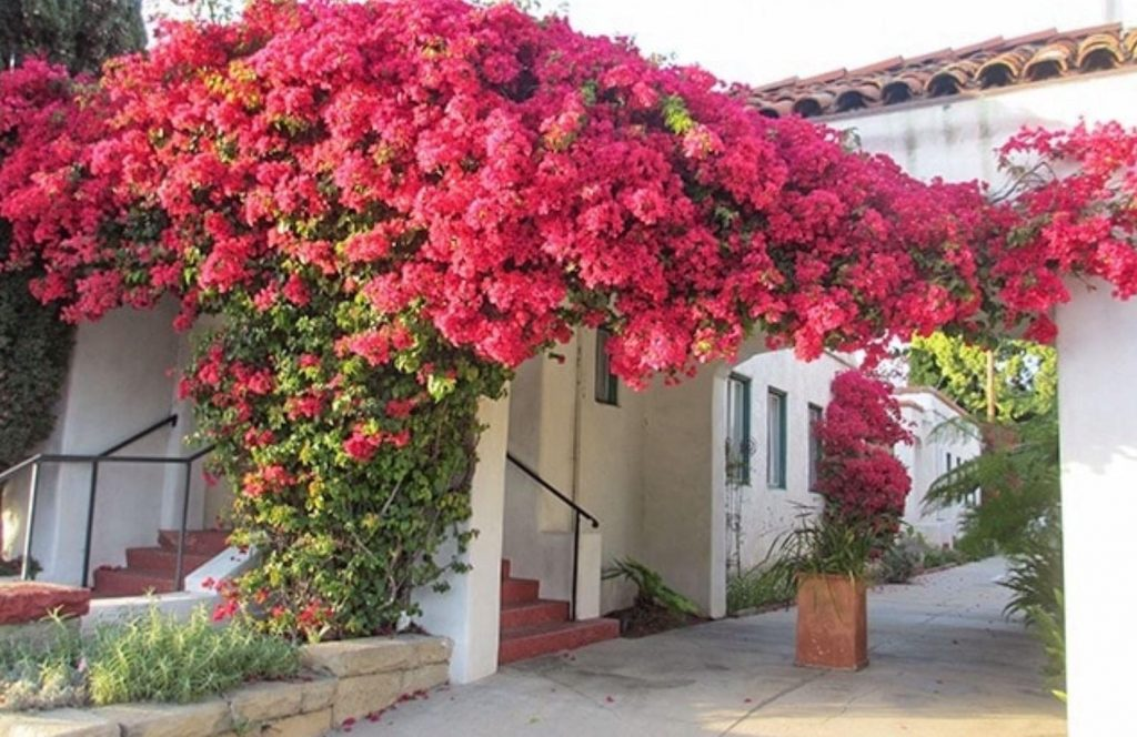 ¿Te gustan los colores de la buganvilla? Aprende a cultivarla en macetas y a hacerla trepar