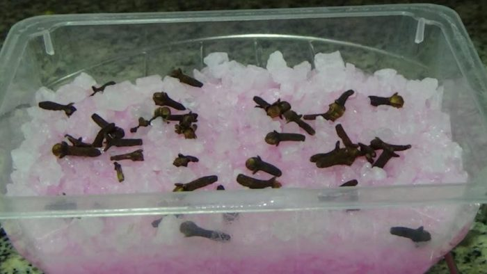 El repelente natural más potente para eliminar inmediatamente todos los insectos de la casa