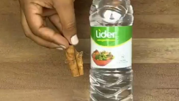 Si los insectos han invadido tu casa, no te preocupes: ya no serán un problema.