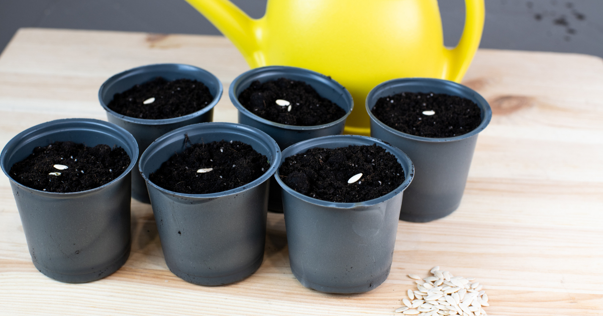 10 semillas de verduras para sembrar en marzo