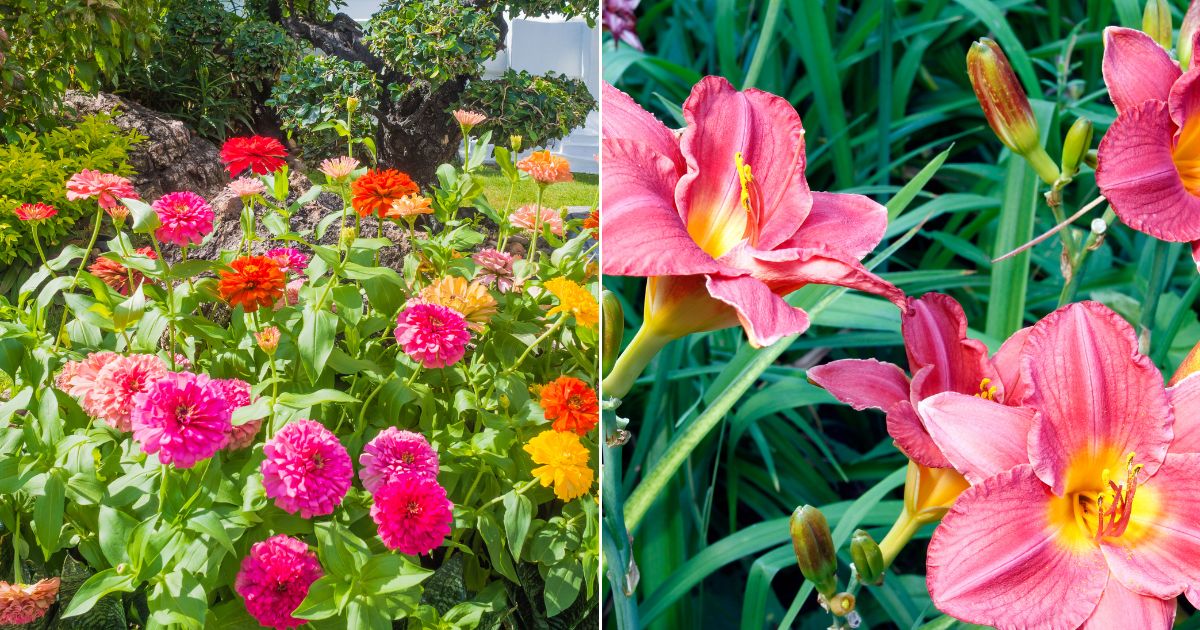 11 Plantas que prácticamente no puedes matar en tu jardín