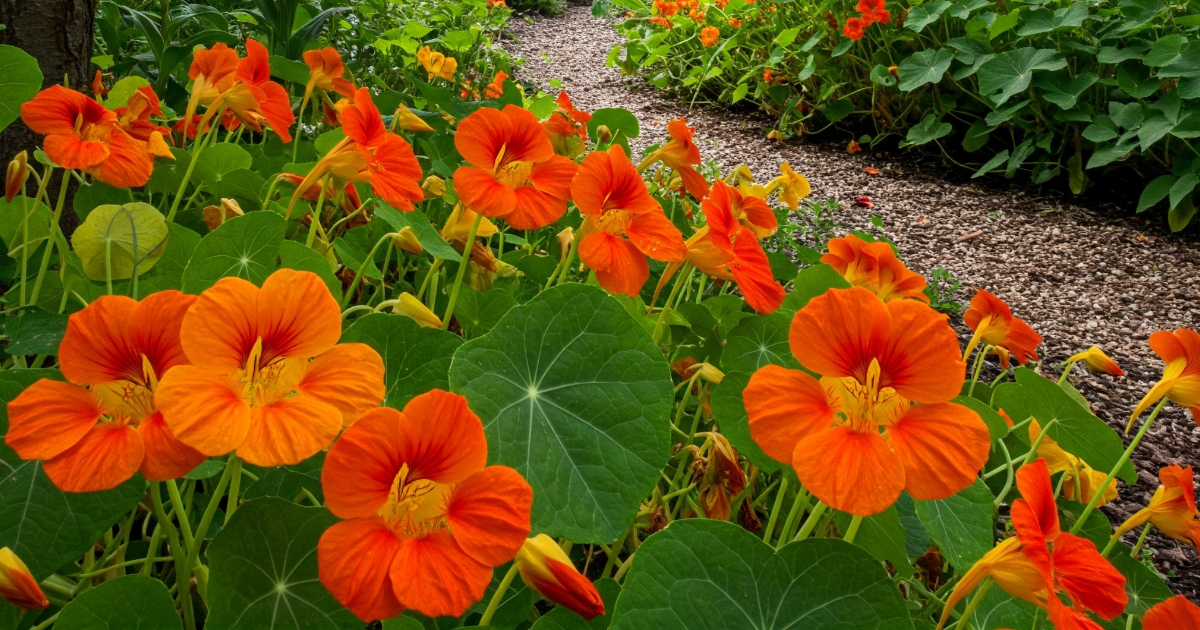 12 Flores Baratas que Instantáneamente Embellecerán tu Jardín