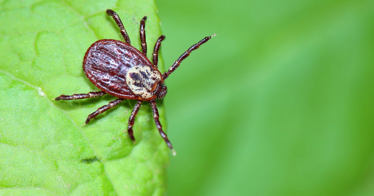 8 Formas Comprobadas de Mantener las Garrapatas Fuera de Tu Jardín (¡Y de Tus Mascotas!)