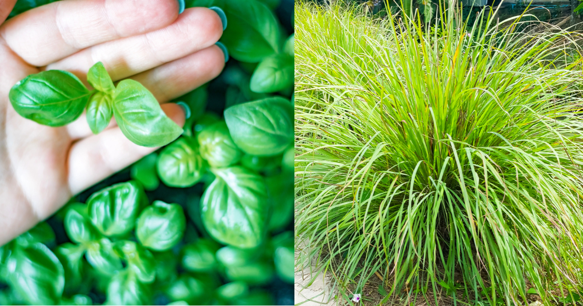 8 Plantas Asombrosas Que Alejan Moscas, Mosquitos y Plagas de Forma Natural