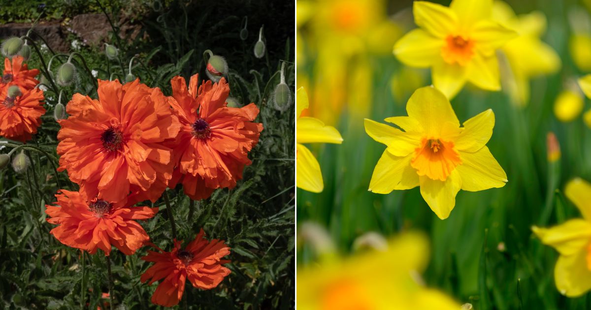 8 flores que debes sembrar en otoño para flores impresionantes la próxima temporada