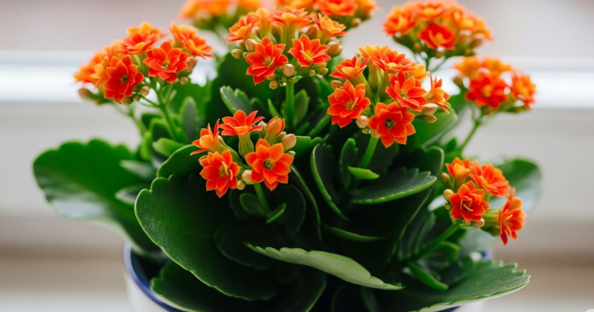 Cómo Hacer Que Tu Kalanchoe Vuelva a Florecer