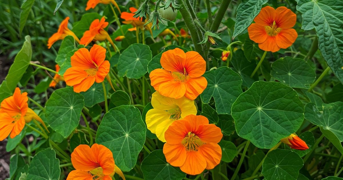 Cultiva estas 6 flores cerca de verduras para cosechas más grandes y menos insectos
