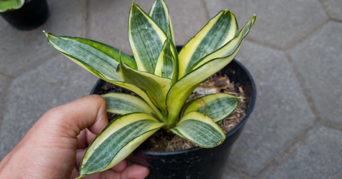 Poda tu planta de serpiente así y crecerá como loca