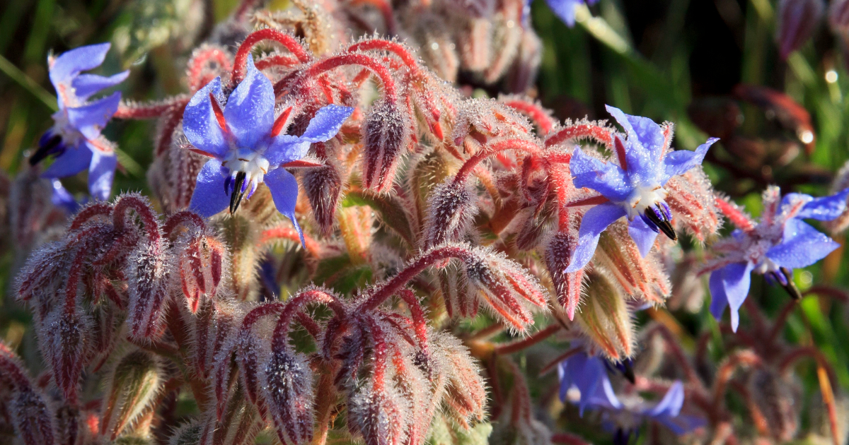 Por Qué Esta Hierba Es Imprescindible para Cualquier Jardín