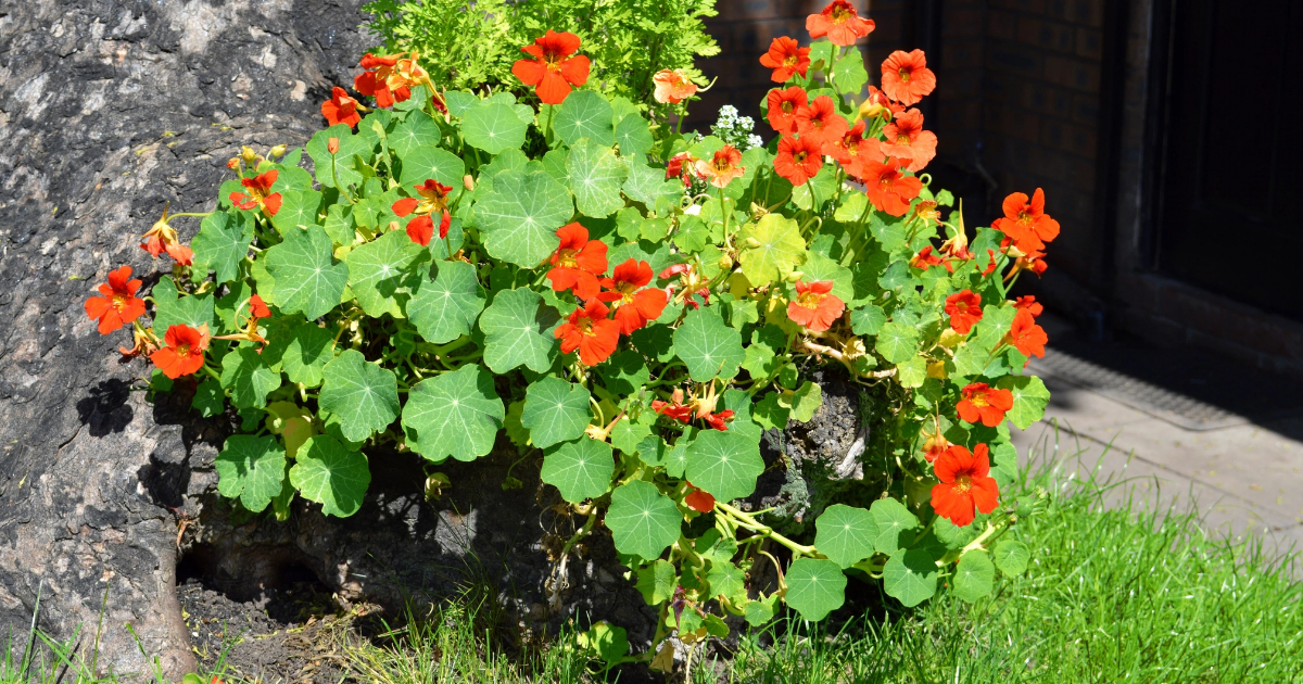 Por qué TODOS deberían sembrar capuchinas en su jardín