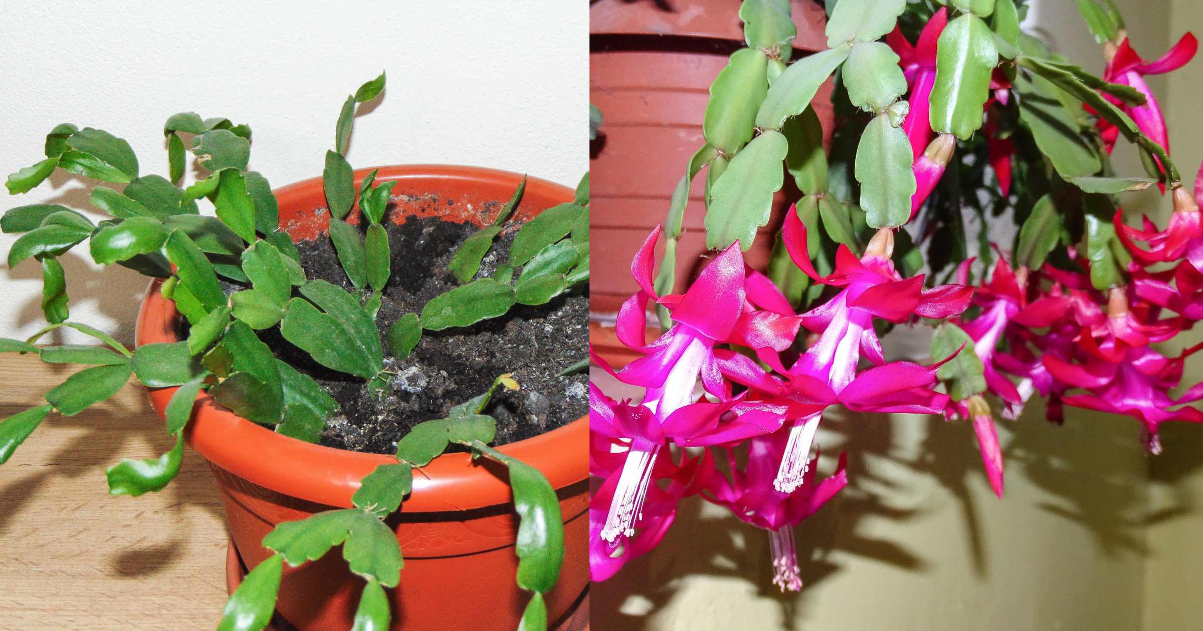 Por qué tu cactus de Navidad no florece: 9 errores que debes evitar