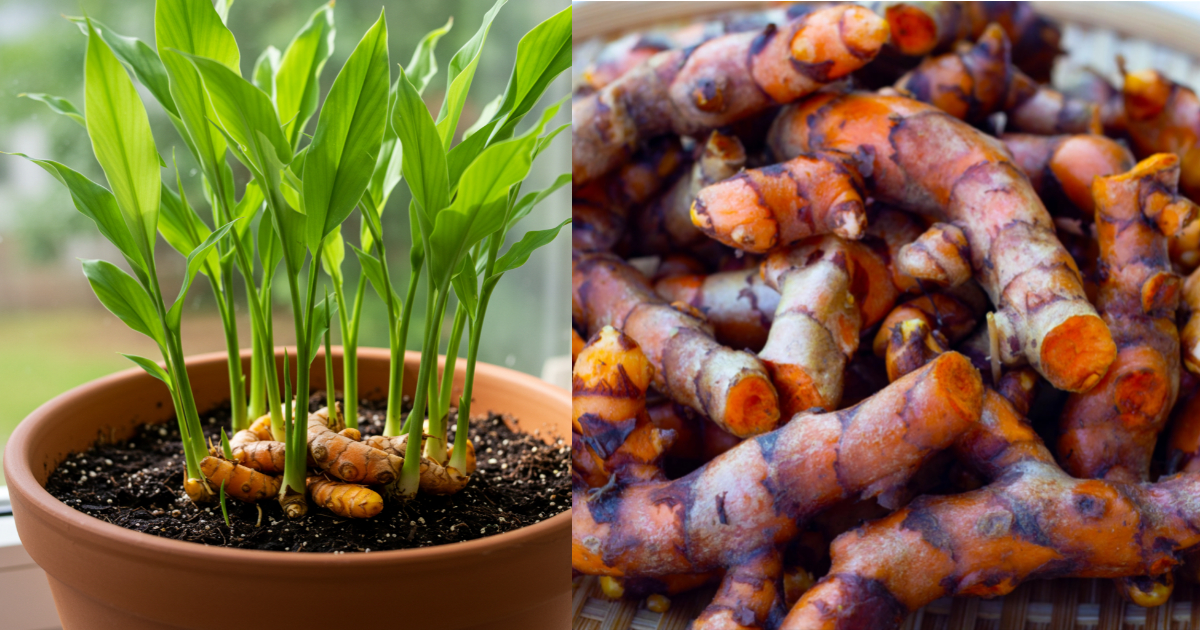 ¿Quieres Cúrcuma Fresca Sin Fin? Cultívala en Maceta Así