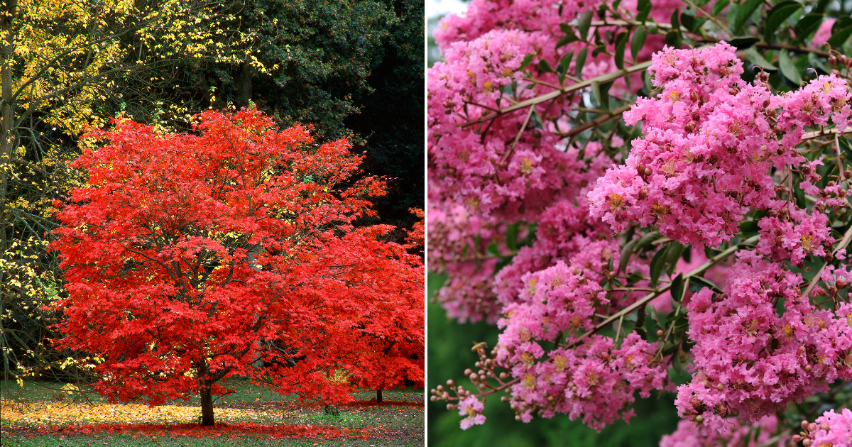 10 Impactantes Árboles Ornamentales para Realzar el Encanto de tu Jardín