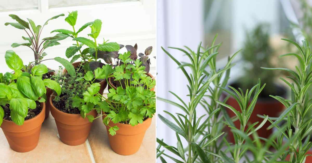10 Plantas que Mantienen Alejados de tu Hogar a las Arañas, Hormigas, Moscas y Mosquitos