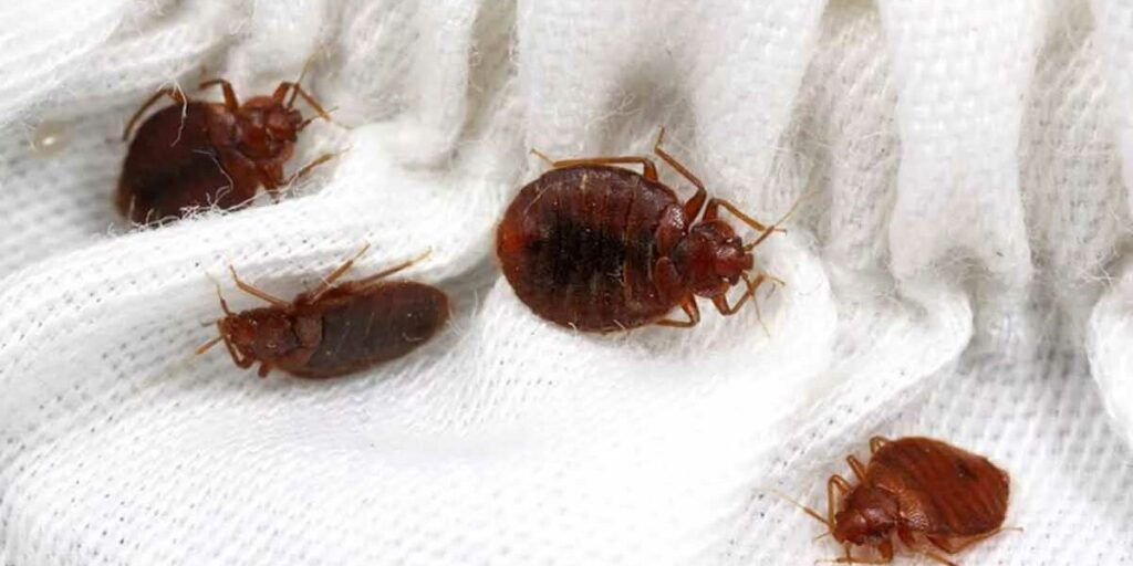 3 técnicas infalibles para eliminar las chinches