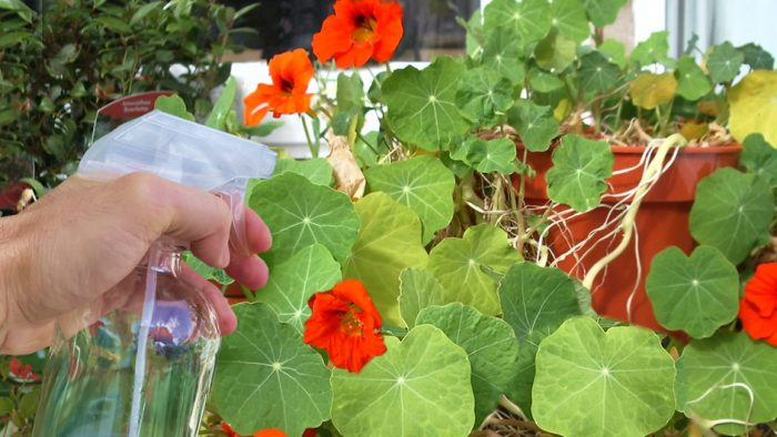 5 remedios para mantener alejadas para siempre las cochinillas del balcón