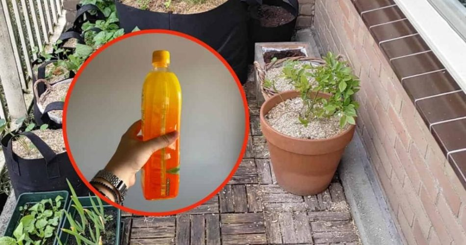 Adiós a las manchas de barro en el suelo, aquí cómo eliminarlas: solo hace falta un ingrediente