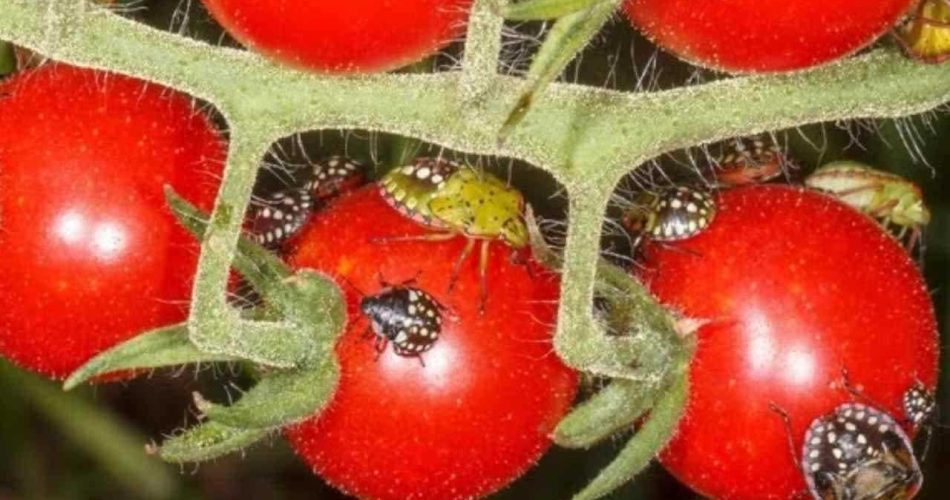 Adiós chinches en el jardín, nada de insecticidas químicos: se van volando al instante