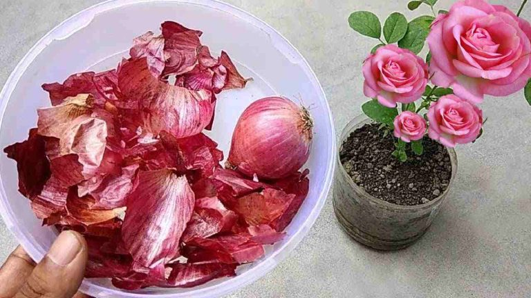 Agrega este fertilizante a tus plantas y tendrás un jardín lleno de flores