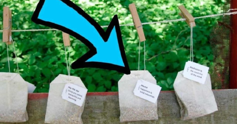 Añade 4 bolsas de té en el jardín, no podrás imaginar qué ocurre después: inesperado
