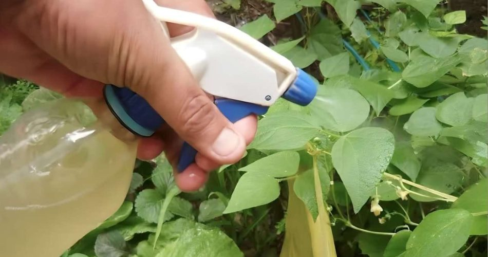 Aquí está el fungicida y insecticida más potente del mundo: sin sustancias químicas