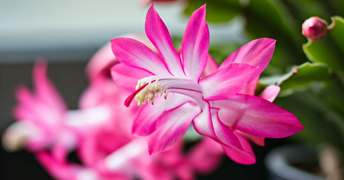 Aumenta la floración de tu cactus de Navidad con este truco imprescindible