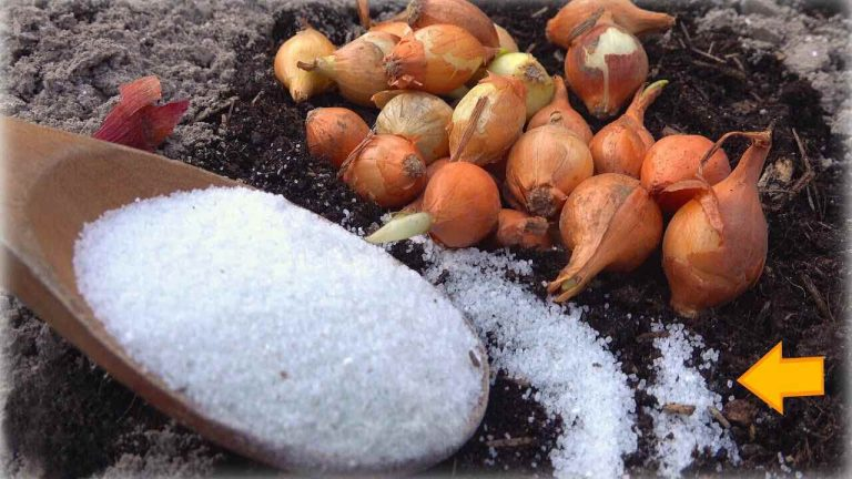 Cebollas, plántalas con este suplemento especial: cero parásitos y alta producción