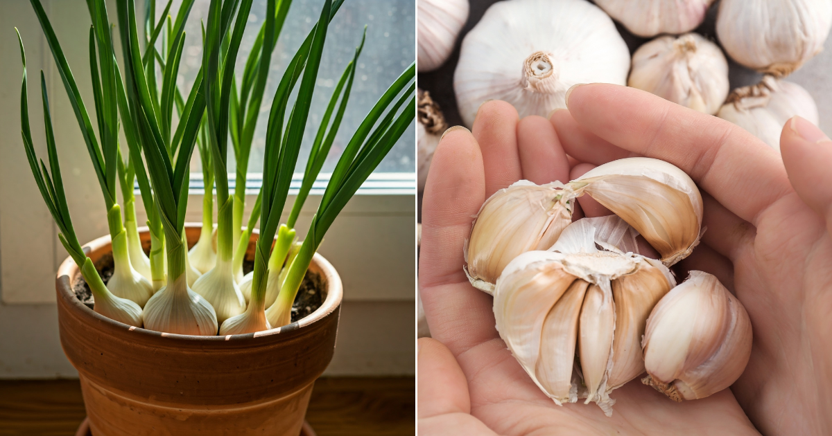 Cómo cultivar ajo en interior y cuidarlo