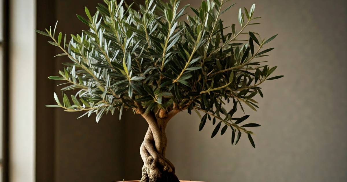 Cómo cultivar un olivo desde semilla en casa (en macetas)