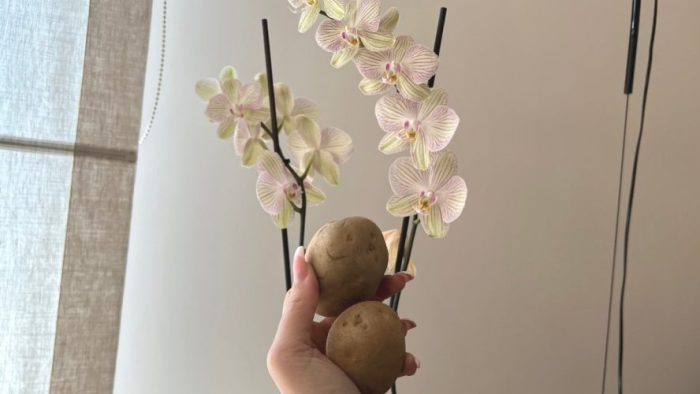 Cómo cultivar y cuidar orquídeas en casa: tendrás las mismas que en los viveros