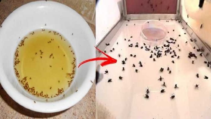 Cómo eliminar las moscas y perfumar toda la cocina