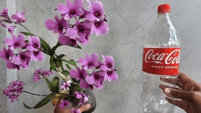 Con el método en botella, la orquídea dura toda la vida: la táctica de cada viverista