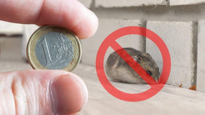 El consejo de 1 euro para mantener los ratones alejados de casa: nunca fue tan fácil