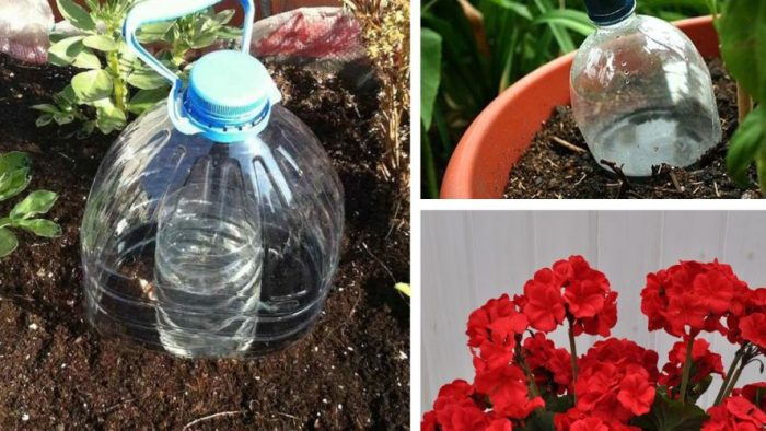 El método perfecto para regar las plantas durante las vacaciones. Para jardines y plantas en maceta.