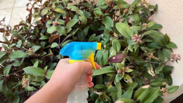 El poderoso fungicida casero para plantas: solo necesitarás estos 3 ingredientes