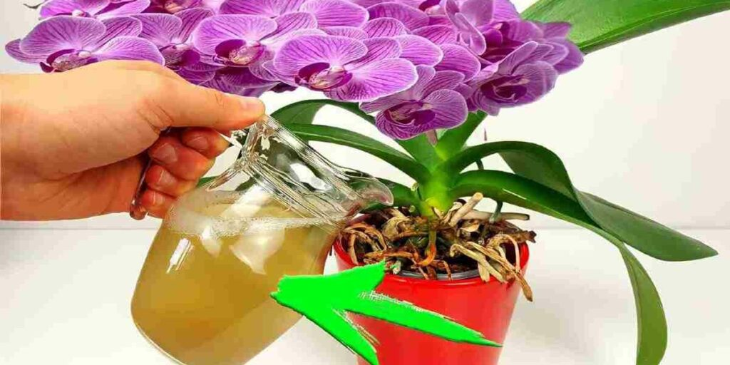 El remedio de la abuela para la floración inmediata de tus plantas