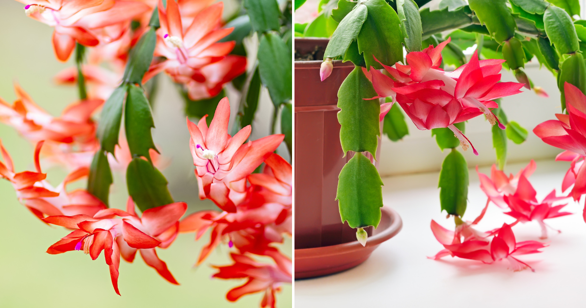 El secreto para que tu cactus de Navidad florezca más