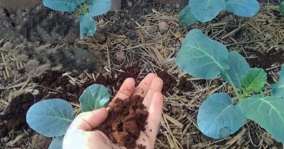 Este fertilizante natural para plantas hará que todos tus vecinos sientan envidia