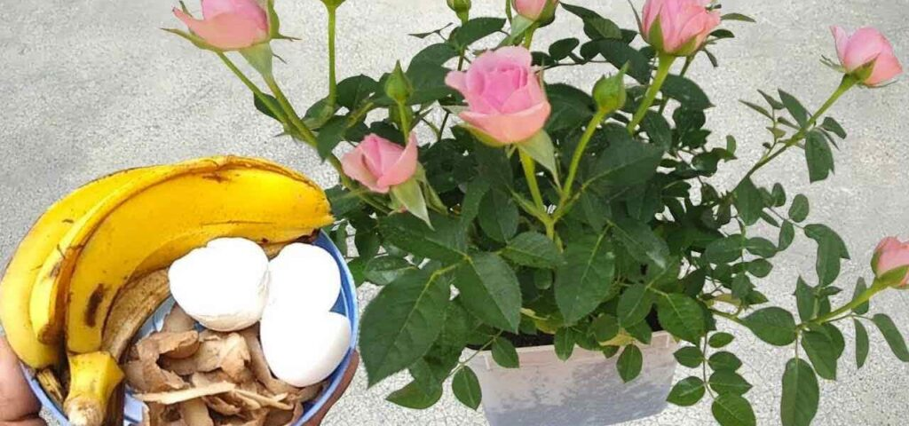 Estos ingredientes valen oro para las plantas: nunca habían estado tan exuberantes