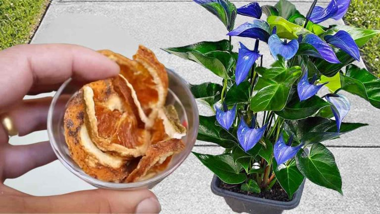 Flores exuberantes durante meses, no necesitarás ningún otro fertilizante: este es muy potente