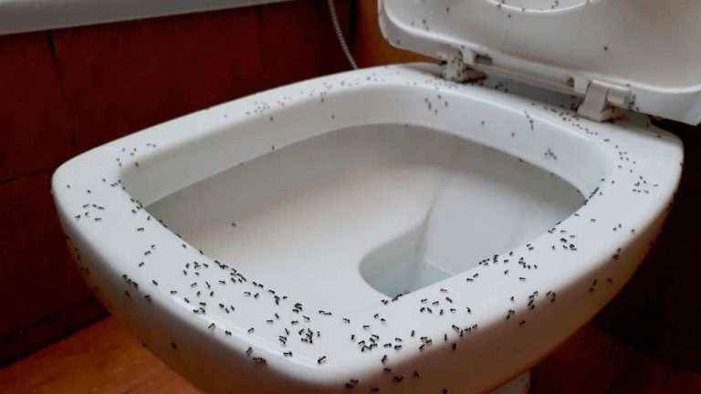Hormigas en el baño, aquí te mostramos cómo deshacerte de este molesto problema