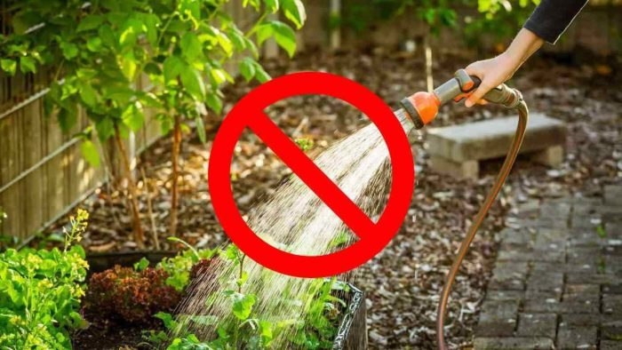 Huerto, cómo cultivarlo sin agua con el famoso método Fukuoka