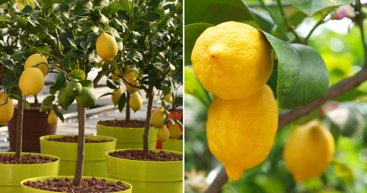 Impulsa el crecimiento y la floración de tu limonero con este fertilizante orgánico casero