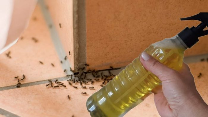 Insecticida casero: rocía y elimina hormigas, arañas, mosquitos y polillas