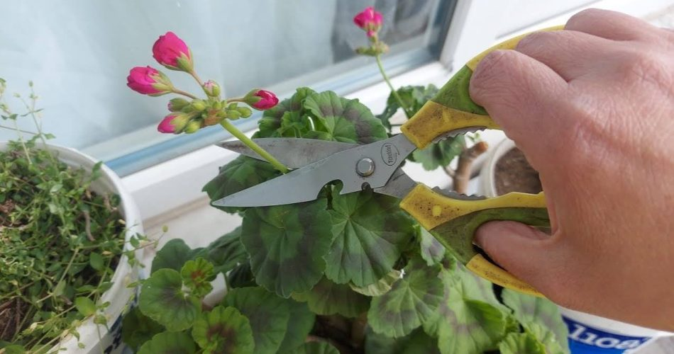 Los geranios, si hacen este movimiento al menos una vez al mes, florecerán continuamente