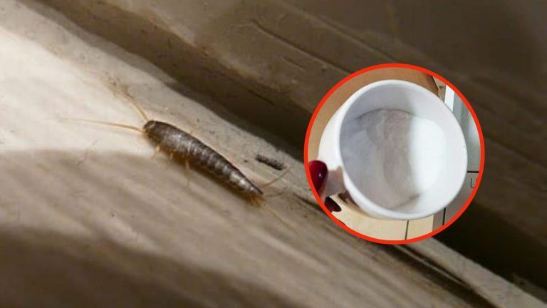 Los pececillos de plata en casa desaparecerán al instante con el antiguo método del corte